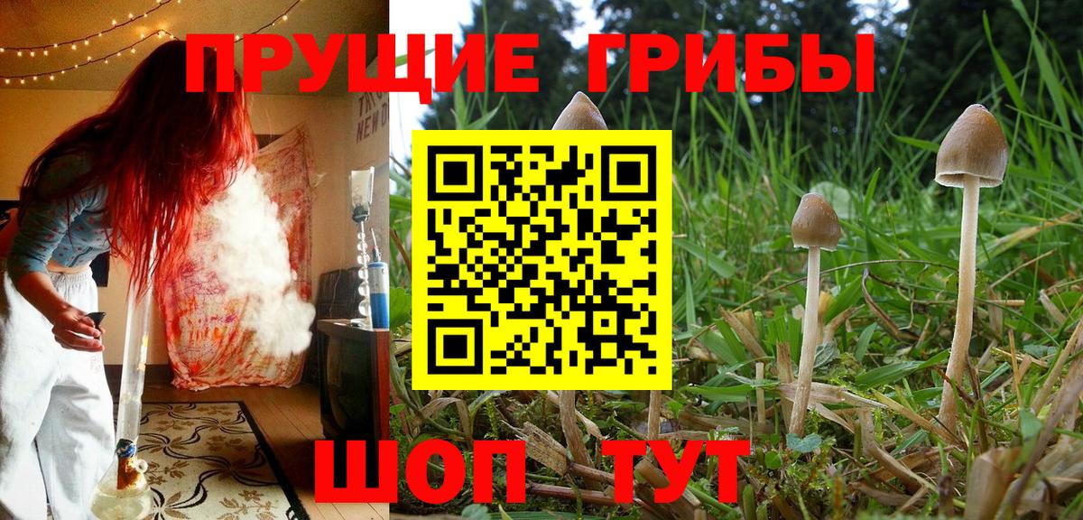 Псилоцибиновые грибы MAGIC MUSHROOMS  закладки  Чайковский  Вход с VPN 